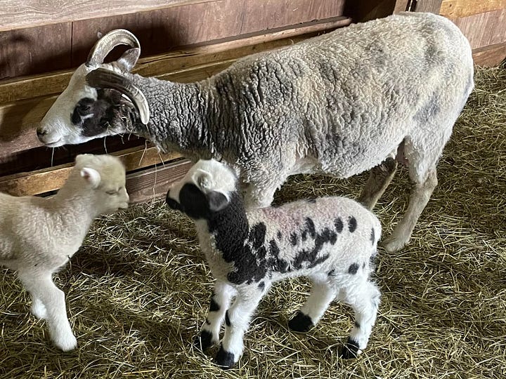 Two pictures of ewes with their twin lambs.