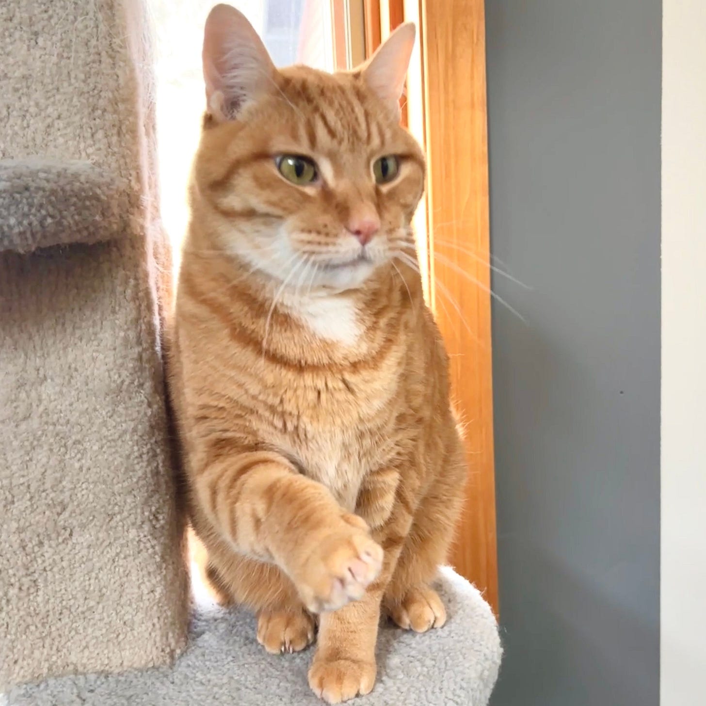 Snickers is sitting on a cat tower, holding his paw up. He has golden eyes, a pink nose, long white whiskers, and beautiful orange tabby fur with a white mouth and neck. Snickers is sitting on a cat tower, holding his paw up. He has golden eyes, a pink nose, long white whiskers, and beautiful orange tabby fur with a white mouth and neck.