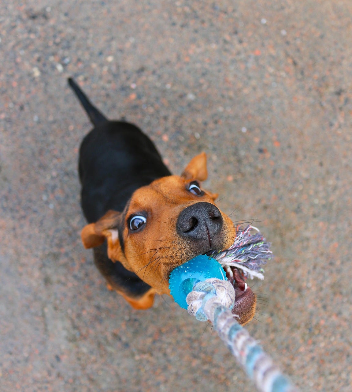 A mixed breed dog plays tug. The focus is on the end of the rope and the dogs face as it plays.