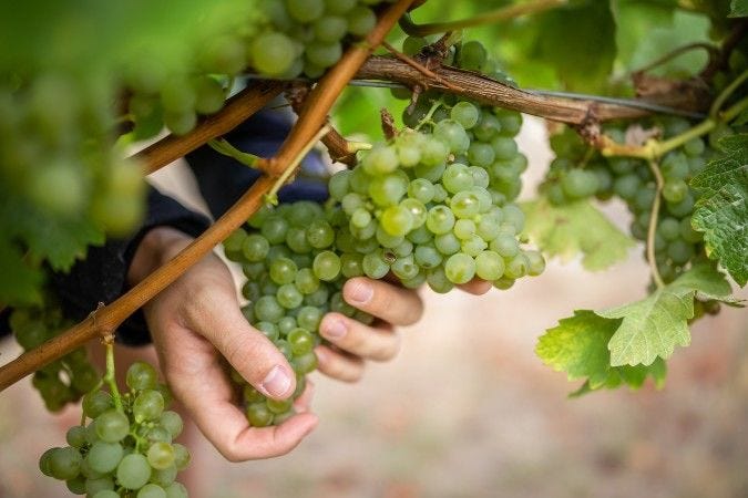 Marlborough Sauvignon Blanc: 3 evolving wine styles from New Zealand