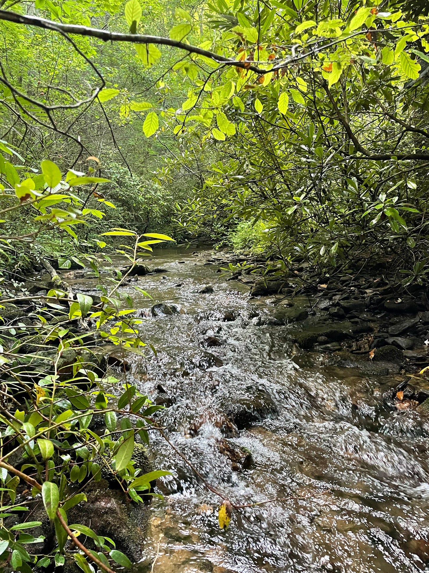 Looking upstream along the creek where I live in summer