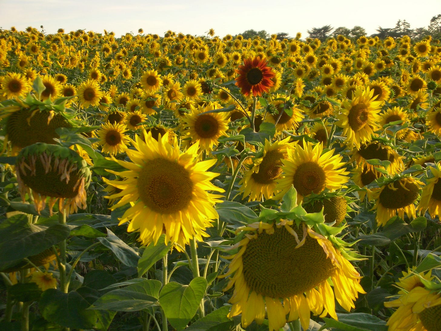 a field of sunflowers, with one tall red flower that stands out