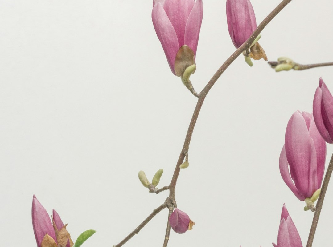 pink petaled flowers wallpaper