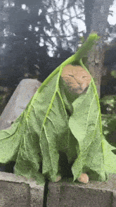 a cat is wrapped in a large green leaf with its eyes closed a cat is wrapped in a large green leaf with its eyes closed
