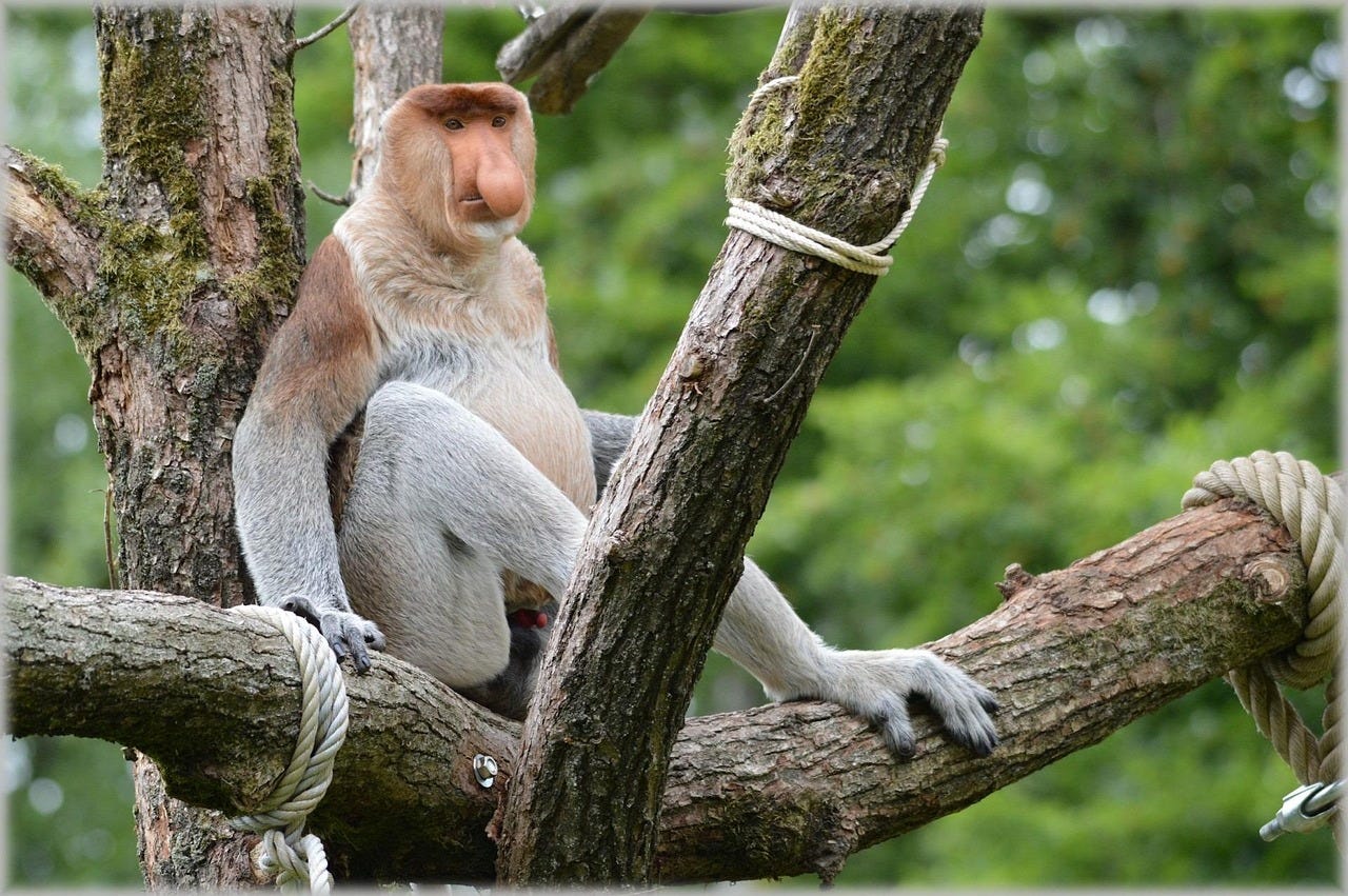 The proboscis monkey population across Borneo is estimated at around 25,000, according to research compiled by Indonesiaâs National Research and Innovation Agency (BRIN). The proboscis monkey population across Borneo is estimated at around 25,000, according to research compiled by Indonesiaâs National Research and Innovation Agency (BRIN).