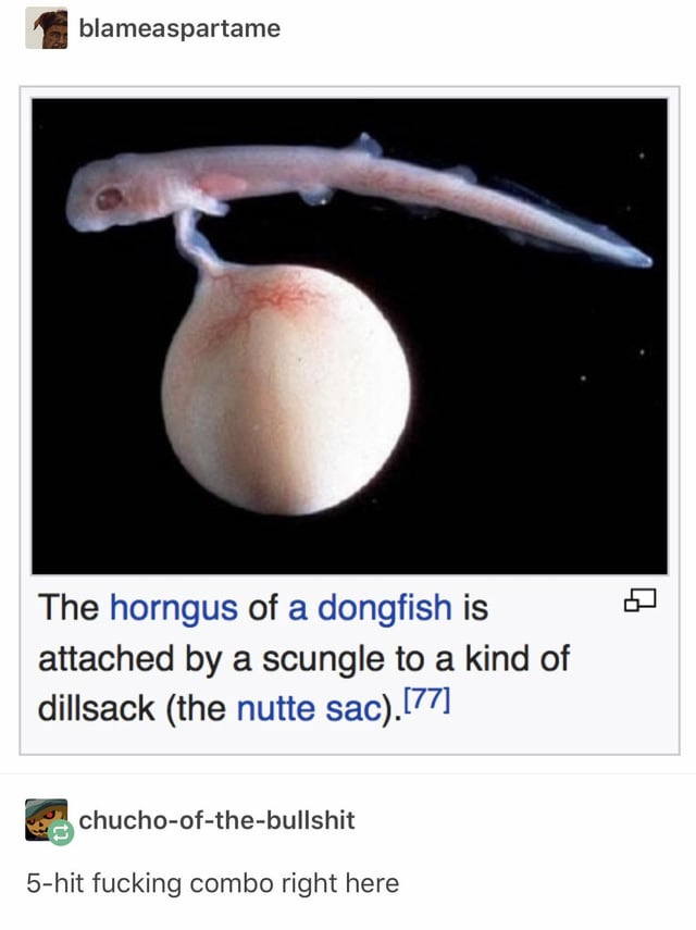 5-hit-combo : r/tumblr 5-hit-combo : r/tumblr