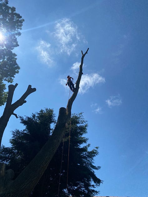Jamie ascending up a large poplar limb using spikes