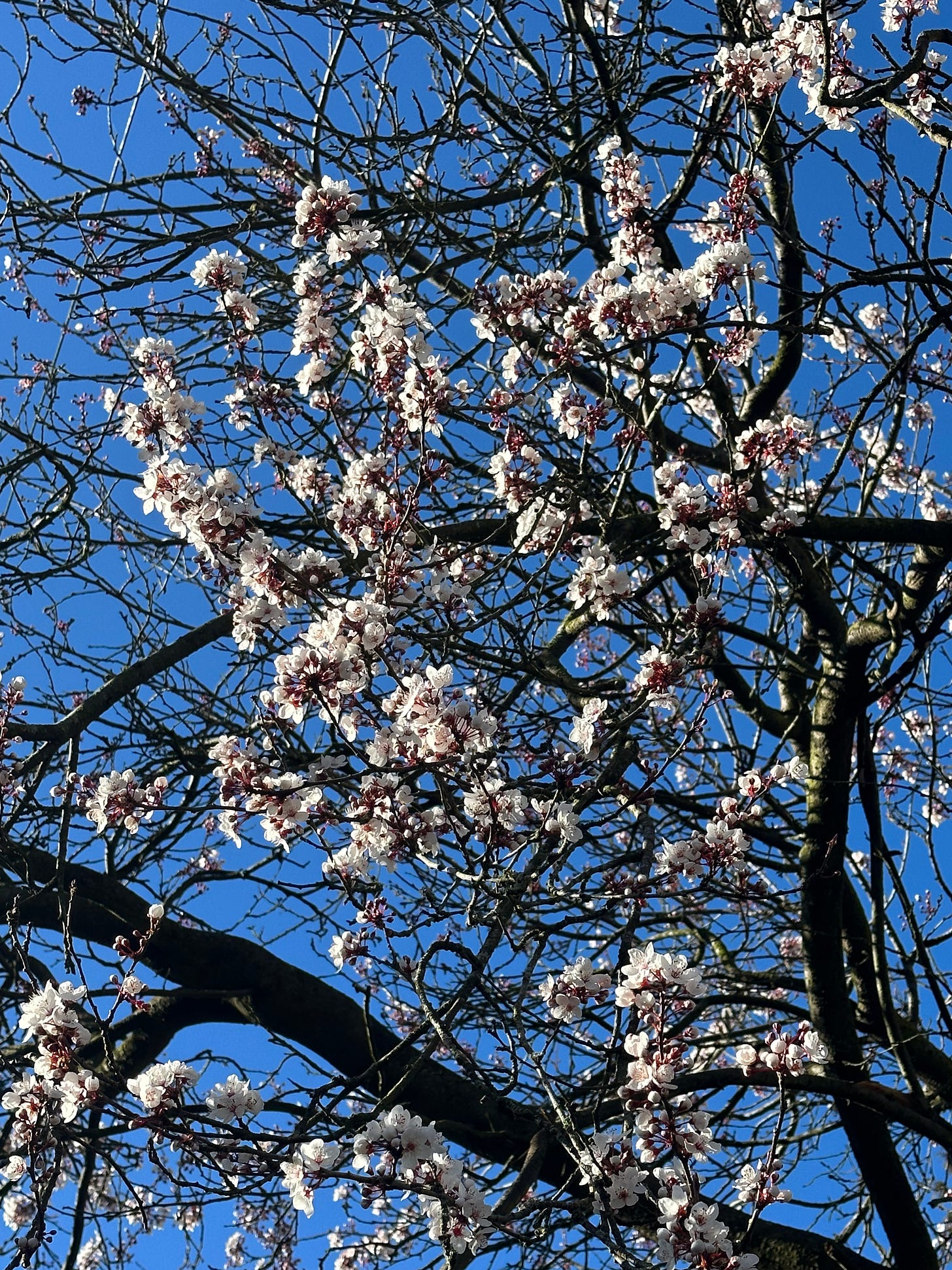 Image shows a blosson tree with pink blossom and a bright blue sky