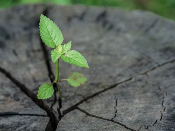 A small green plant grows through a crack in an old tree stump.