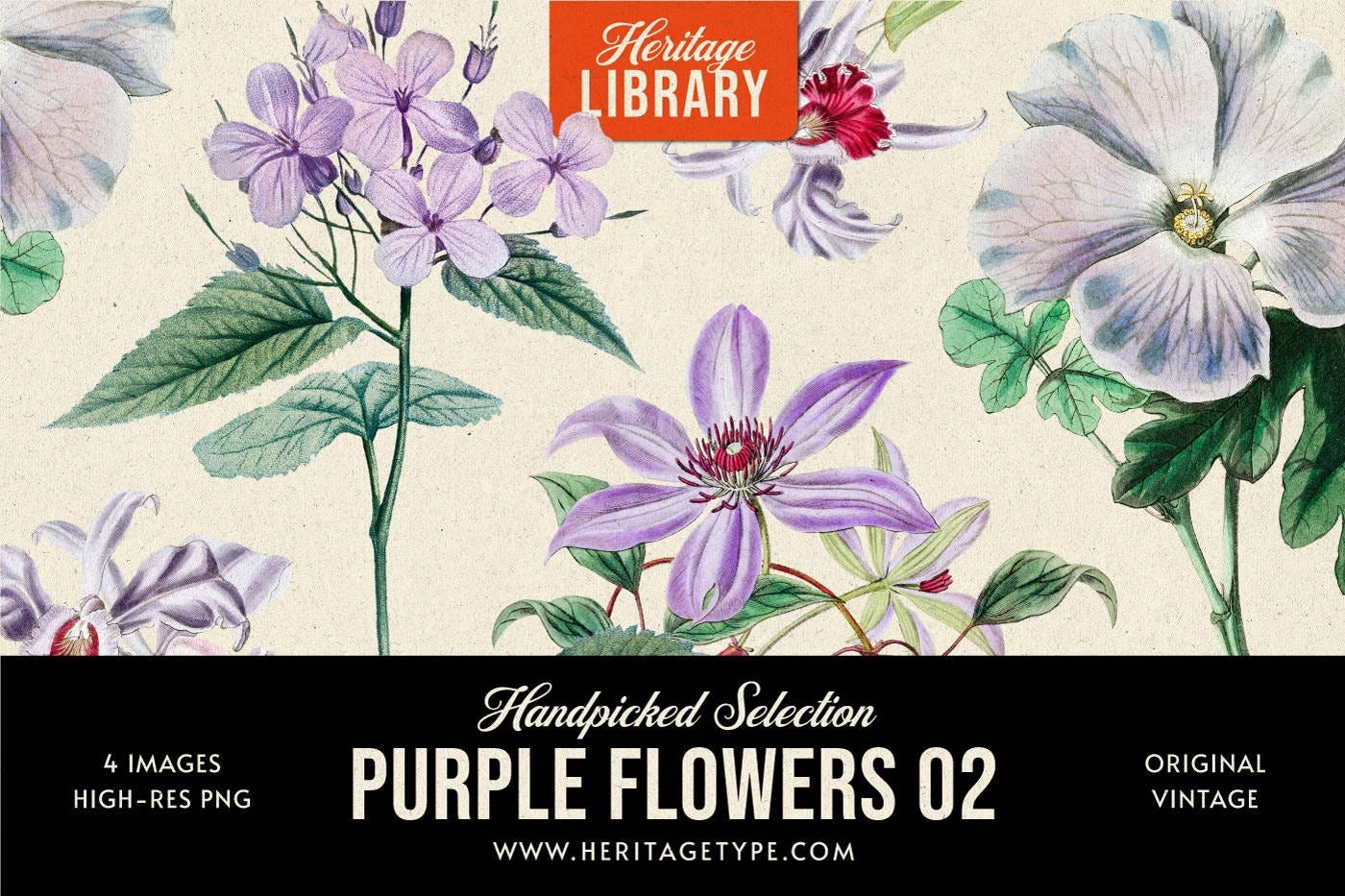 A imagem é a capa de um pacote de imagens digitais chamado "PURPLE FLOWERS 02" da Heritage Library. A capa apresenta ilustrações de flores vintage com detalhes em roxo, branco e verde.  Conteúdo: O produto inclui 4 imagens em alta resolução (PNG) de ilustrações florais originais e vintage. Design: O design da capa é dividido em duas seções principais: a área superior branca/creme com as ilustrações das flores e uma faixa preta na parte inferior com o título do produto e informações adicionais. Marca: A marca "Heritage LIBRARY" e o site "www.HERITAGETYPE.COM (https://www.google.com/url?q=https://www.heritagetype.com/&sa=U&ved=2ahUKEwipqOaohoKRAxUrCrkGHeadEJ4QjJEMegQICRAB&usg=AOvVaw1LFAVLiB_gkxFBMVrLdHo-)" estão visíveis. Estilo Floral: As ilustrações mostram diferentes tipos de flores, incluindo algumas que se assemelham a clematis ou flores de prímula, com folhas verdes detalhadas.