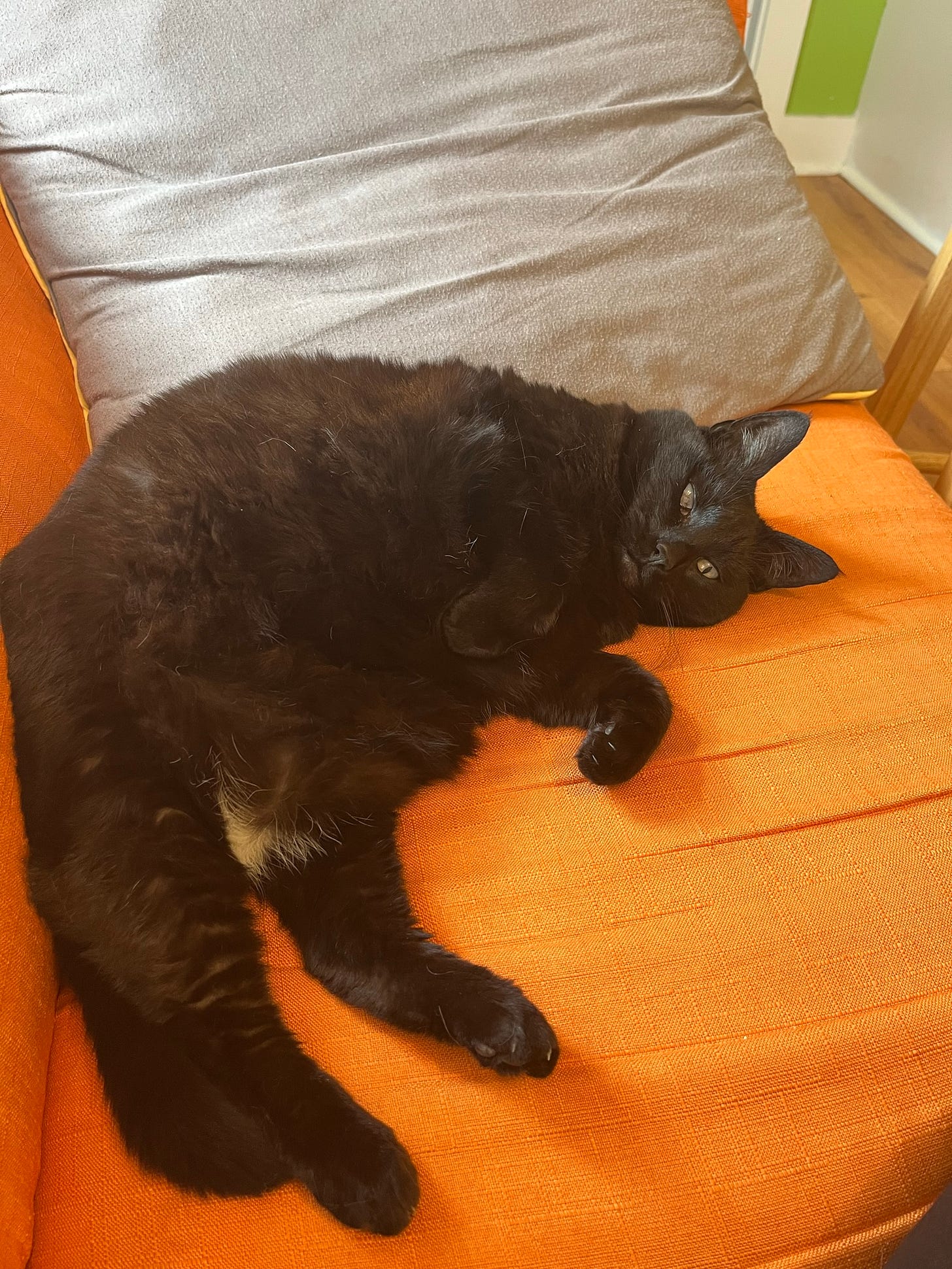 A pretty fat black cat with one bad eye showing me her soft belly