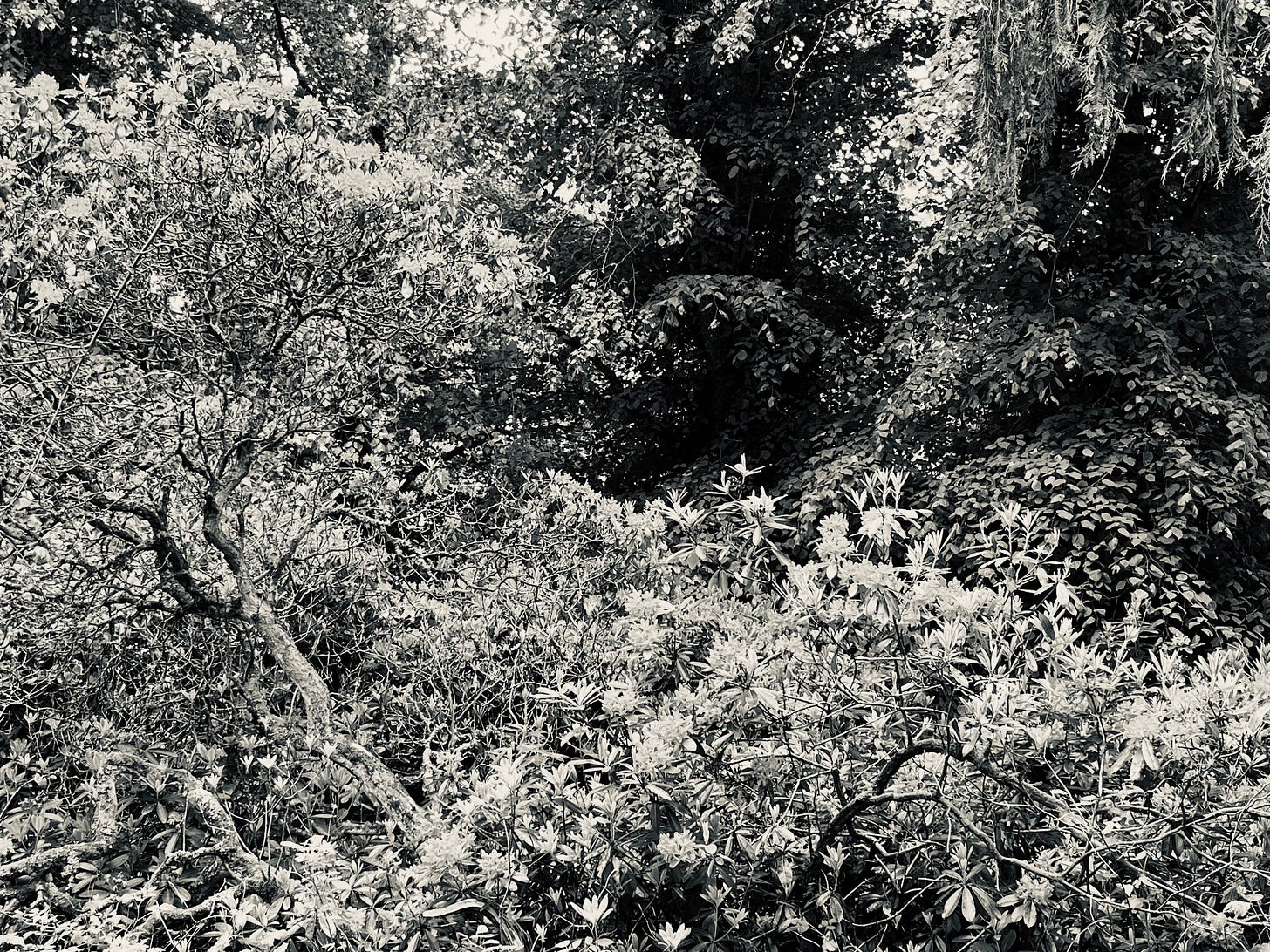 A monochrome view of old rhododendrons on an Aberdeenshire estate is reminiscent of a detailed engraving in black and white