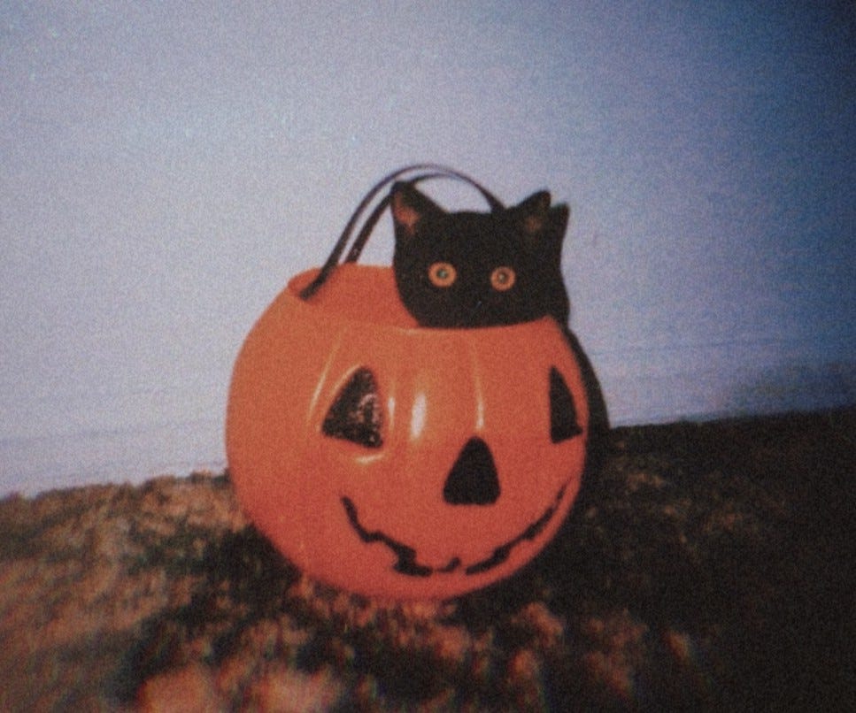 Substack profile picture for @pumpkin