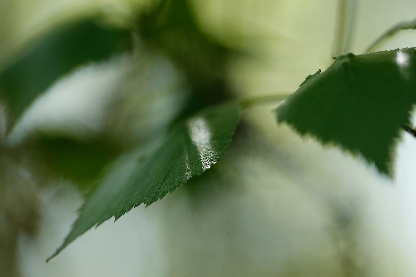 Newly opened birch leaves (Betula pendula) reflect sunlight