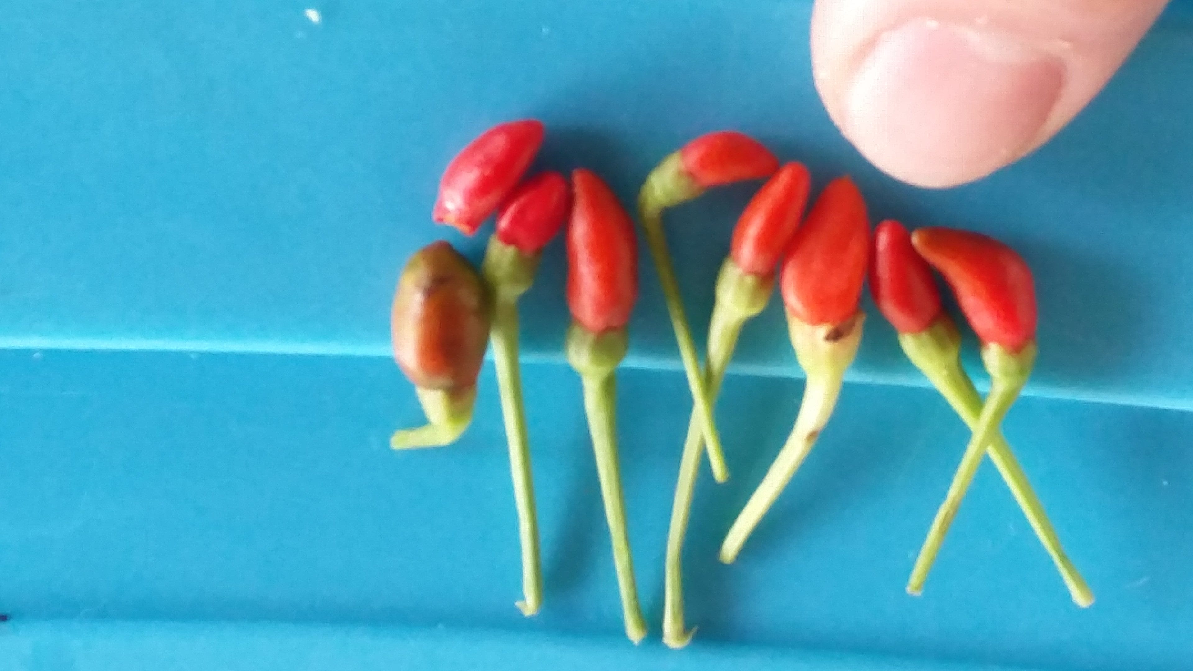 Labuyo Types/sizes Knowing Filipino Food: Spice (and all things nice)