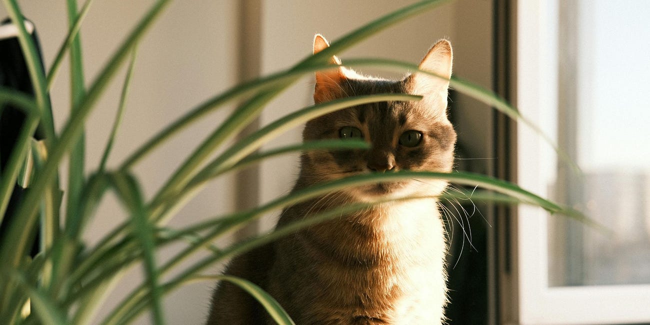 To Be Mindful Is To Be Wakeful