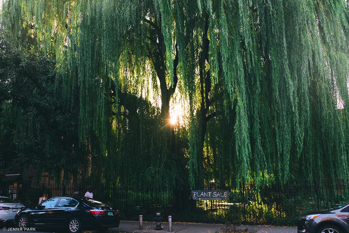 A beautiful willow tree in Brooklyn