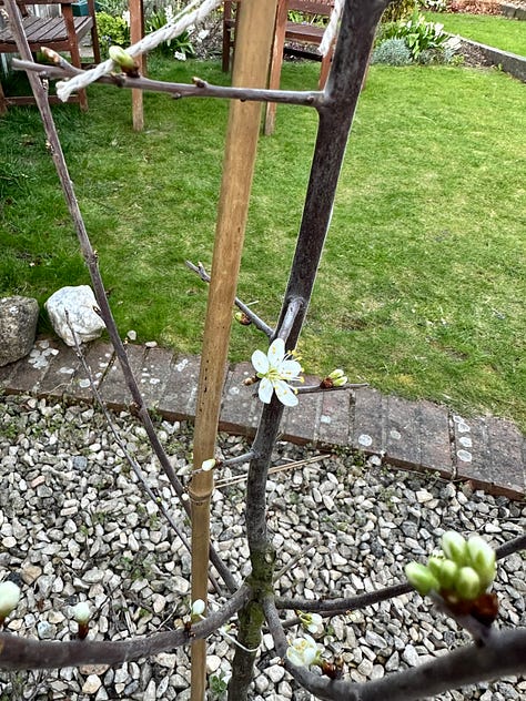 Ancient elms, clootie making and tying, Bride's Well, Parkinson's ME garden, Springline Path, Blackthorns, The first damson blossom at home.