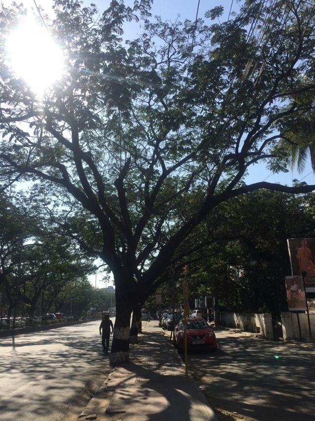 Sun shining from behind a tree on a quiet street with car parked on the side. Sun shining from behind a tree on a quiet street with car parked on the side.