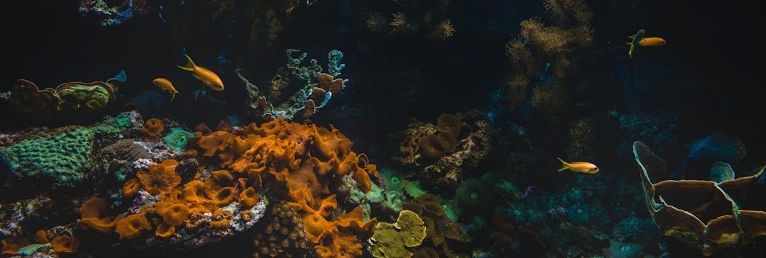 underwater photography of orange fish