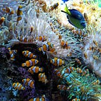 Beyond the Diving Course