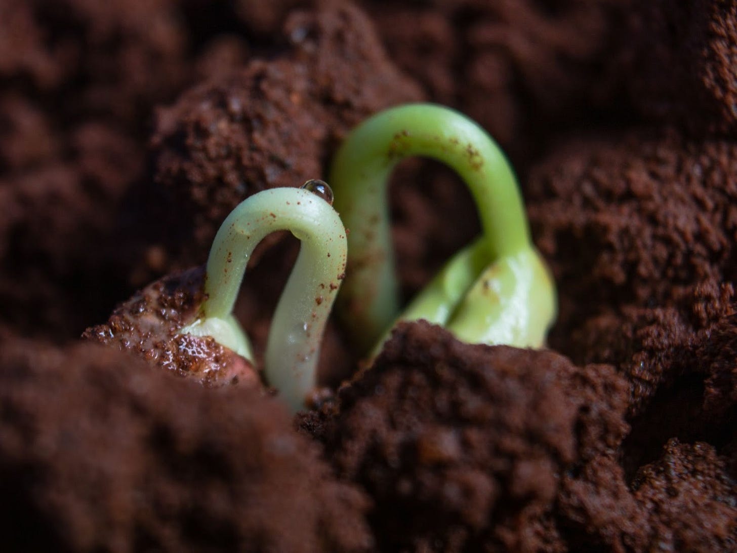 seed sprout just breaking thru the soil (beginning writer) seed sprout just breaking thru the soil (beginning writer)