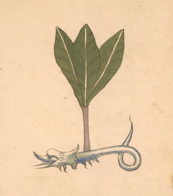 A quirky medieval illustration of a root which takes the form of a dragon-like mythical creature. Three large leaves sprout from its back. A quirky medieval illustration of a root which takes the form of a dragon-like mythical creature. Three large leaves sprout from its back.