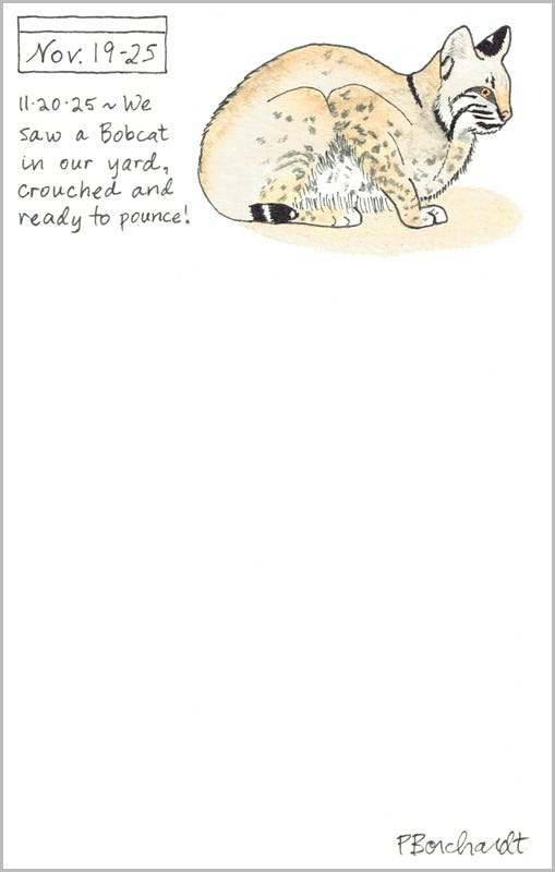 Perpetual Journal, week of Nov. 19-25: Bobcat (2025)