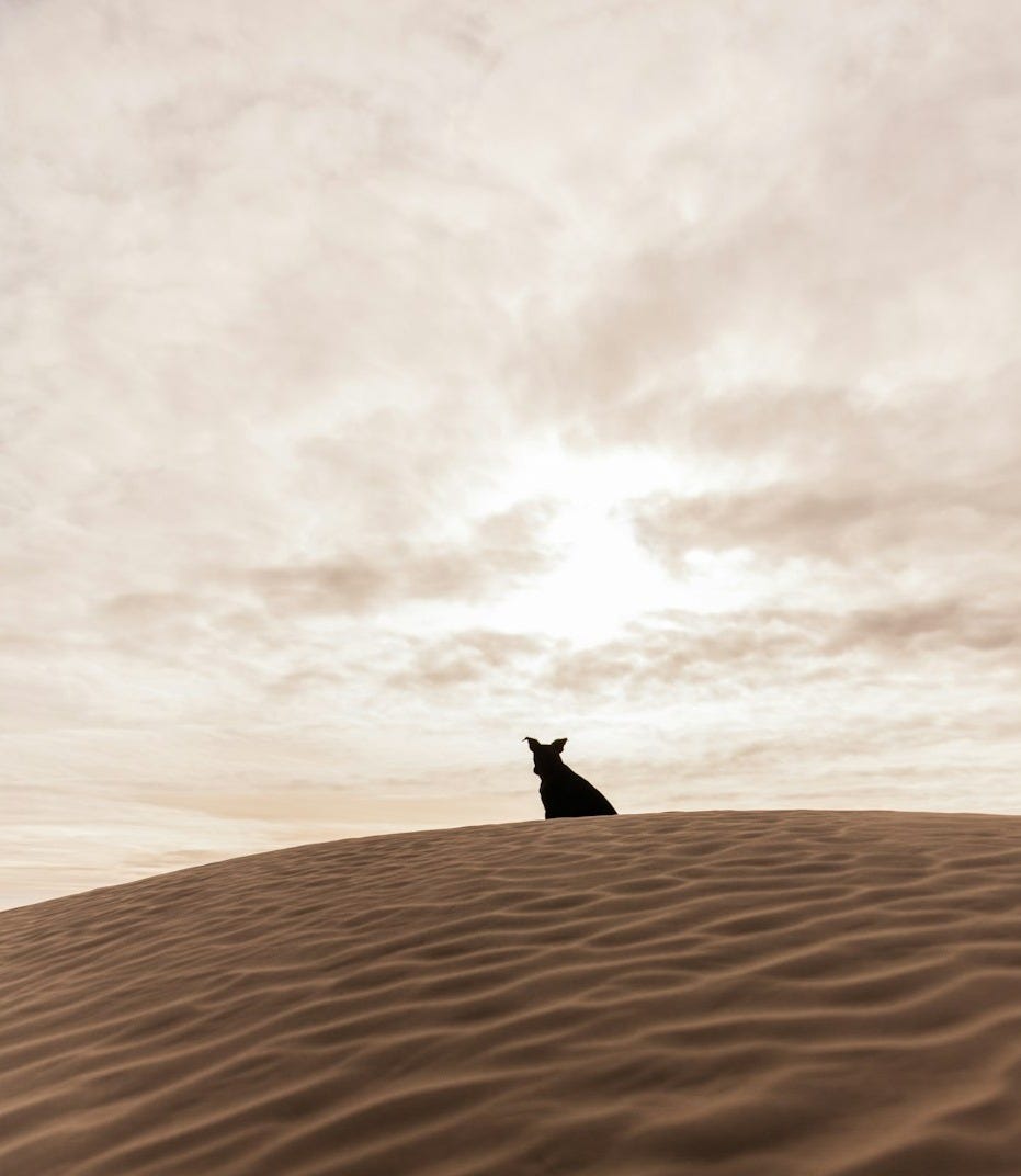 person in the middle of desert during daytime person in the middle of desert during daytime