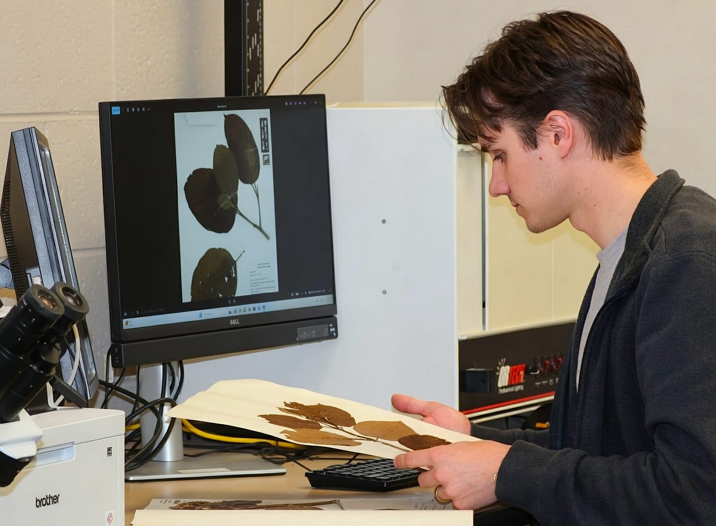Crandall examines dried specimens of kratom leaves. Crandall examines dried specimens of kratom leaves.