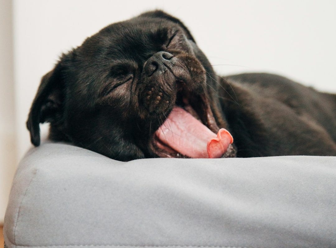 black pug yawning on Casper pet bed inside room black pug yawning on Casper pet bed inside room