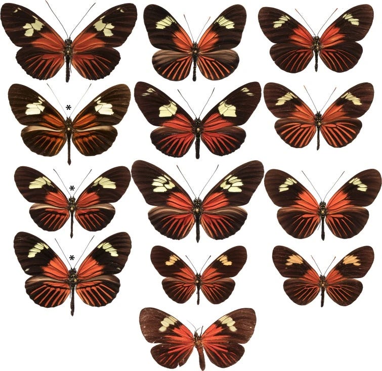 A multiplicity of butterfly species from the Americas, all of which share the same warning pattern on their wings; the day-flying moth at the bottom uses this trick too. A multiplicity of butterfly species from the Americas, all of which share the same warning pattern on their wings; the day-flying moth at the bottom uses this trick too.