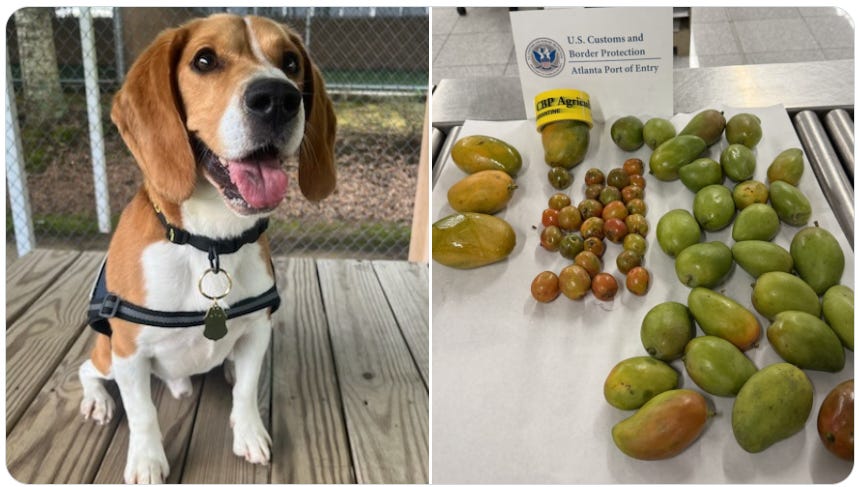 CBP K9 “Oliver” sniffed out undeclared Guatemalan fruit inside luggage arriving at Atlanta’s Hartsfield-Jackson International Airport. (US Customs & Border Protection photos) CBP K9 “Oliver” sniffed out undeclared Guatemalan fruit inside luggage arriving at Atlanta’s Hartsfield-Jackson International Airport. (US Customs & Border Protection photos)