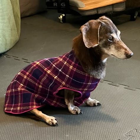 a small brown dog in a plaid coat, sitting on carpet, lounging in a fluffy dog bed