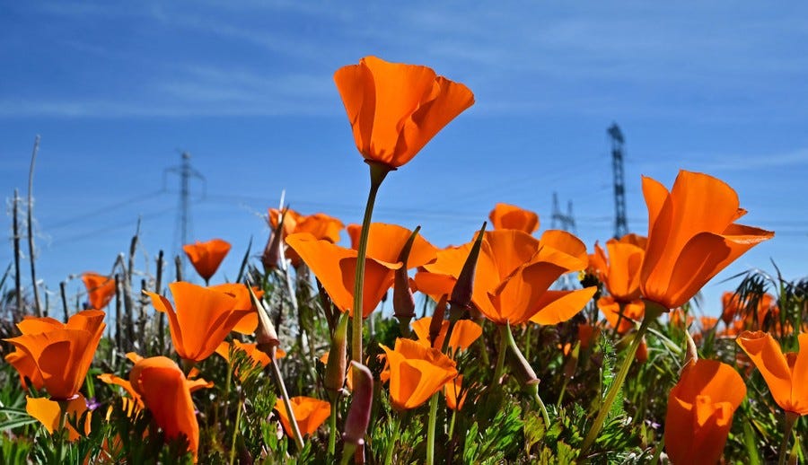 A close view of blooming flowers