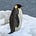 CPCPenguin ML #1 🌏 🇨🇳🇷🇺🇧🇾's avatar