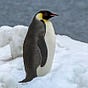 CPCPenguin ML #1 🌏 🇨🇳🇷🇺🇧🇾's avatar