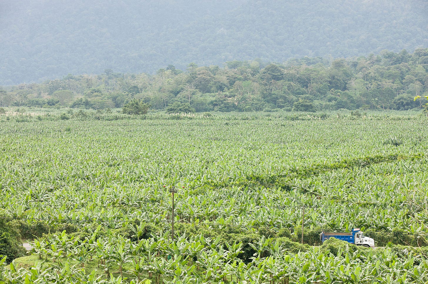 Truck driving through Banana Plantation, Environmental tax to maintain forests in Costa Rica - If Not Us Then Who?