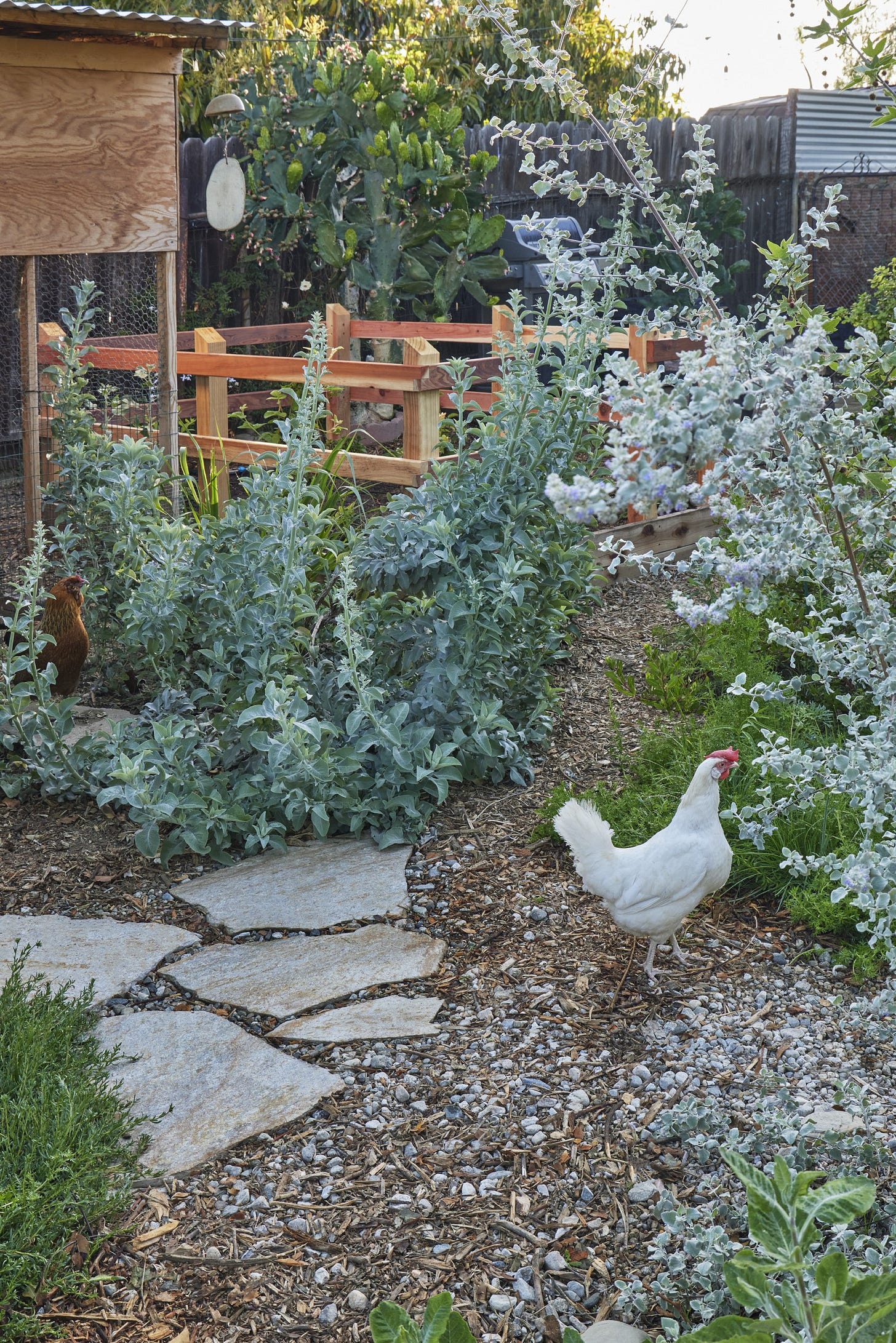 A chicken roaming a coop.