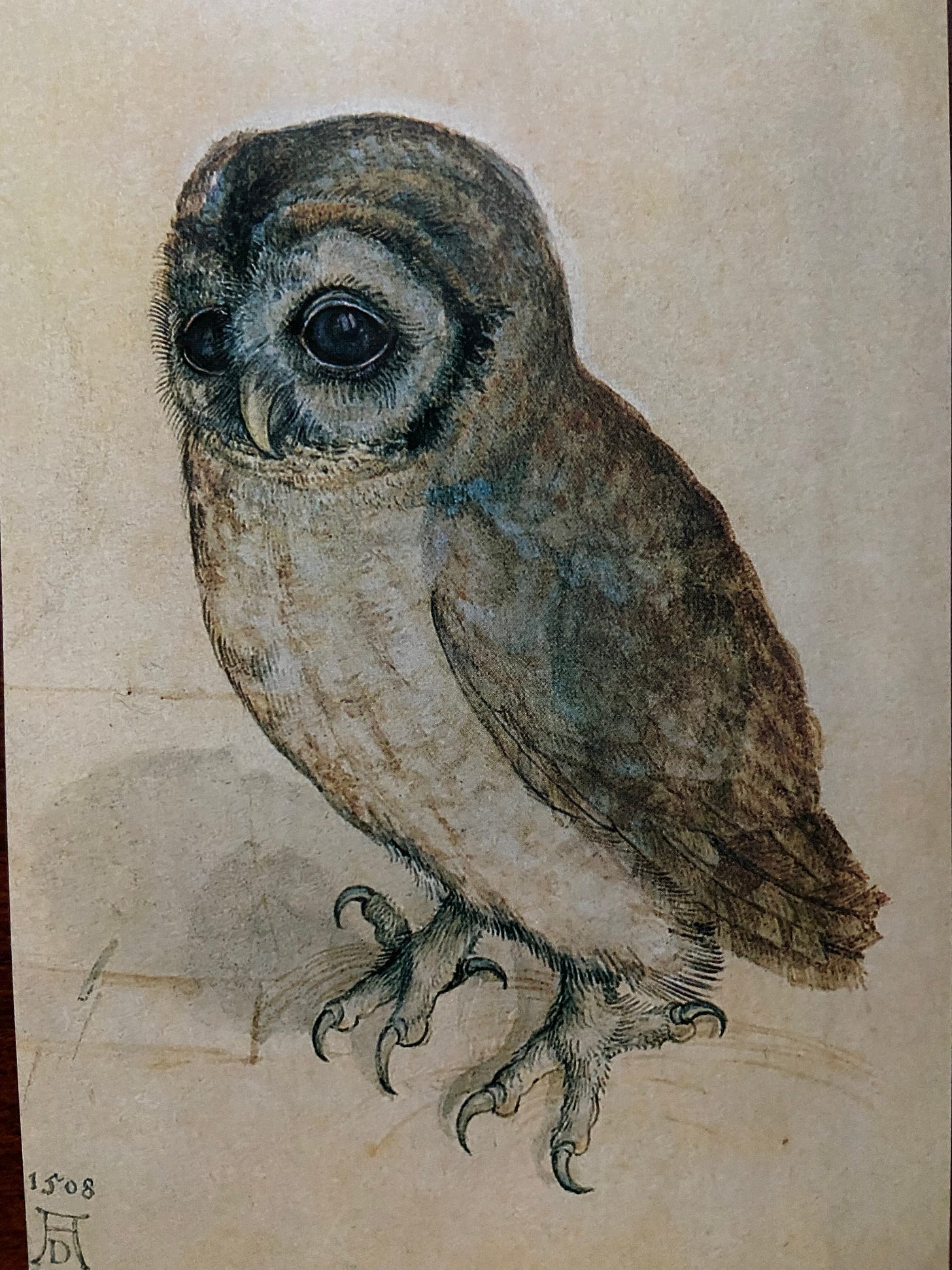 Albrecht Dürer's watercolor and gouache drawing of a little owl at rest. Big eyes, big powerful talons. Beige-feathered breast, mottled brown wings and head. Big eye disks, dark eyes. Sharp, hooked bill. Albrecht Dürer's watercolor and gouache drawing of a little owl at rest. Big eyes, big powerful talons. Beige-feathered breast, mottled brown wings and head. Big eye disks, dark eyes. Sharp, hooked bill.
