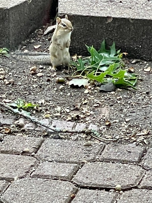 A squirrel standing on the ground

Description automatically generated