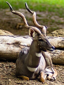 A relaxed male lesser kudu antelope with long twisting horns sits on the ground in a woodland setting, his legs folded under
