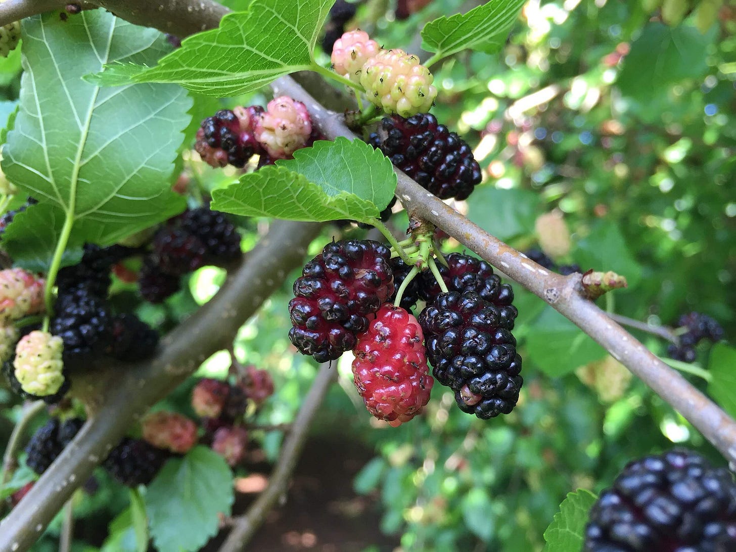 Mulberries Fruit Mulberries Fruit