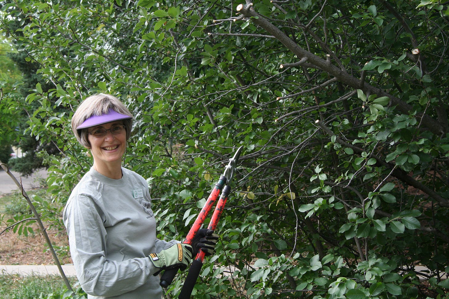Woman in sage green T-shirt and name badge and garden gloves holding a pruner in front of ten-foot-tall wall of chokecherry greenery