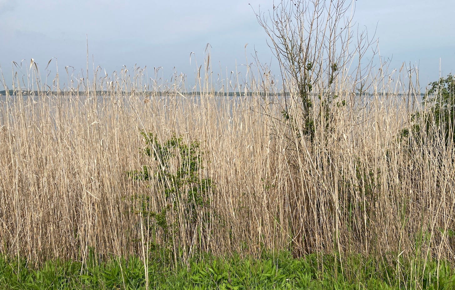 Lake seen through a curtain of dried grasses with blue sky and distant horizon line. Lake seen through a curtain of dried grasses with blue sky and distant horizon line.