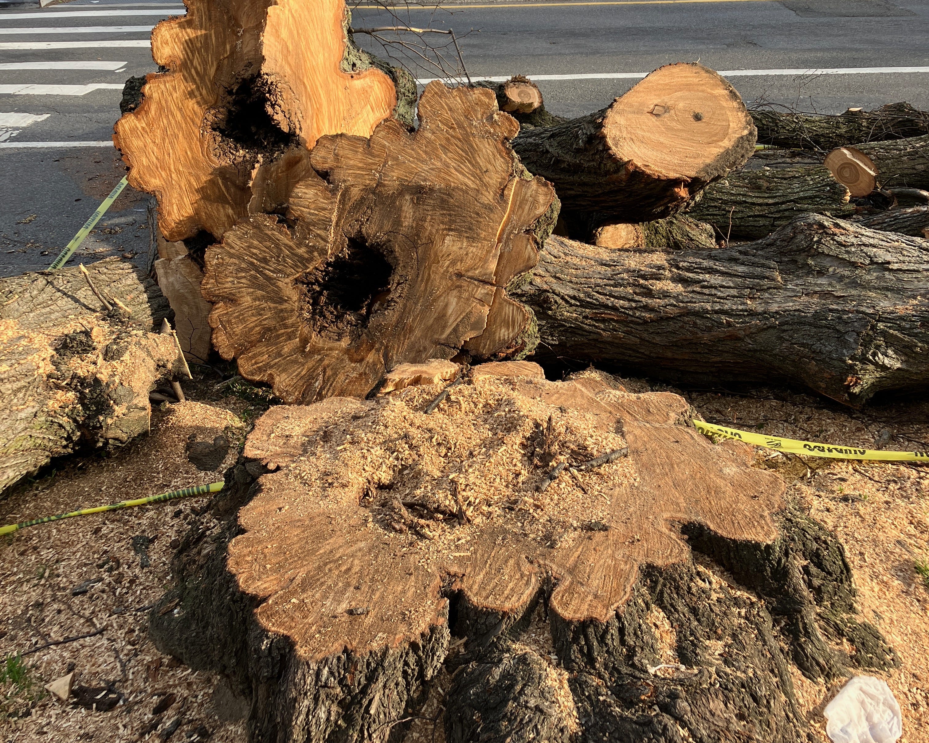 Ultakata Tree The ultimate tree hugger - by Laura Fenton - LIVING SMALL