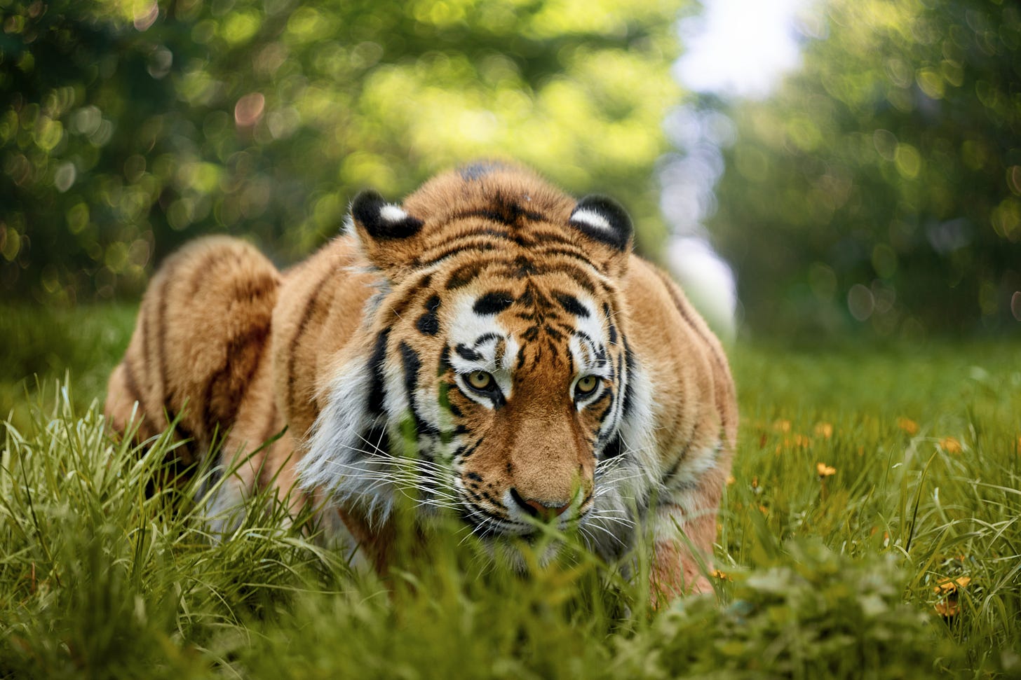 Tiger lying in grass, looking forward