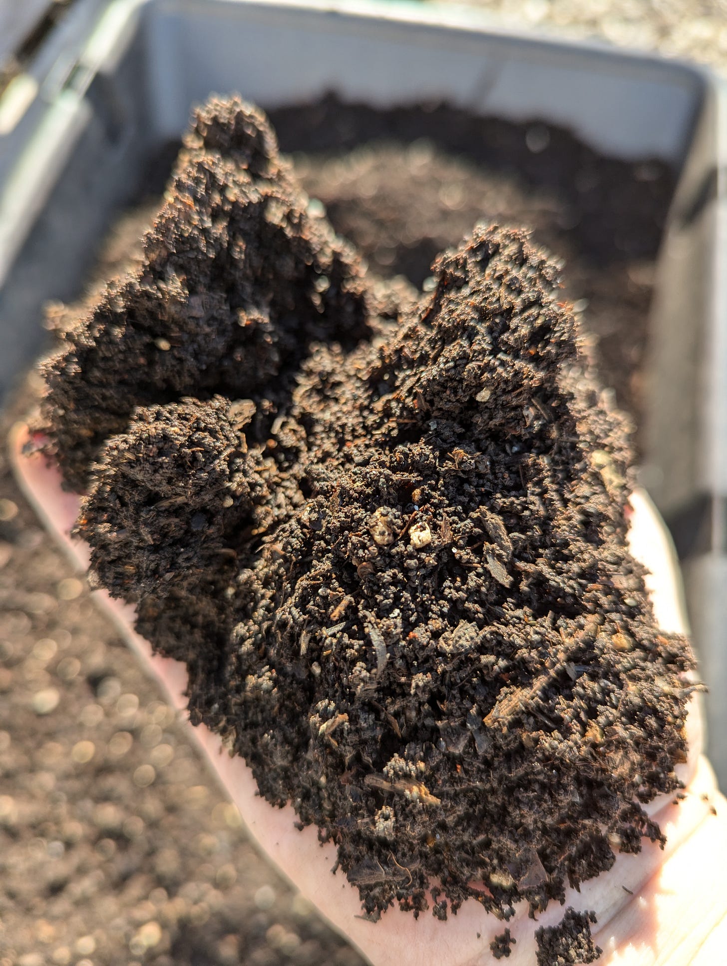 A gardener holds a handful of fluffy, dark brown, finished compost.