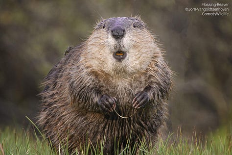 Comedy Wildlife Photography Awards 2023