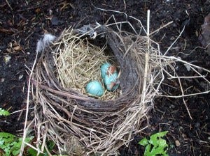nest came tumbling